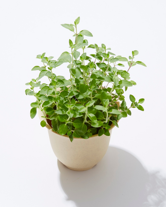 Ingredient: Oregano. The Timeless Herb of Kitchens Worldwide