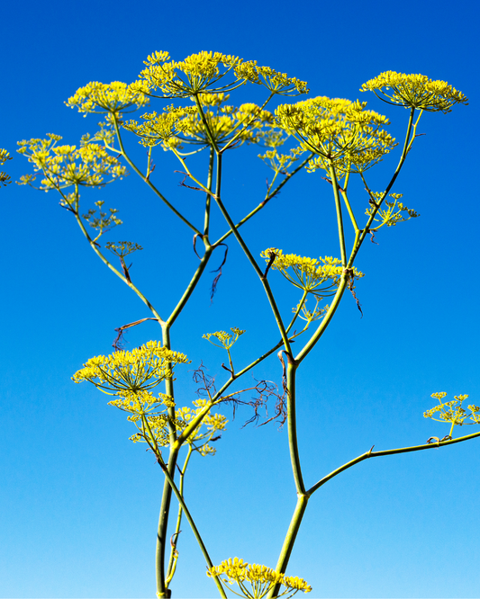 Ingredient: Wild Fennel – Sicily’s Green Gold