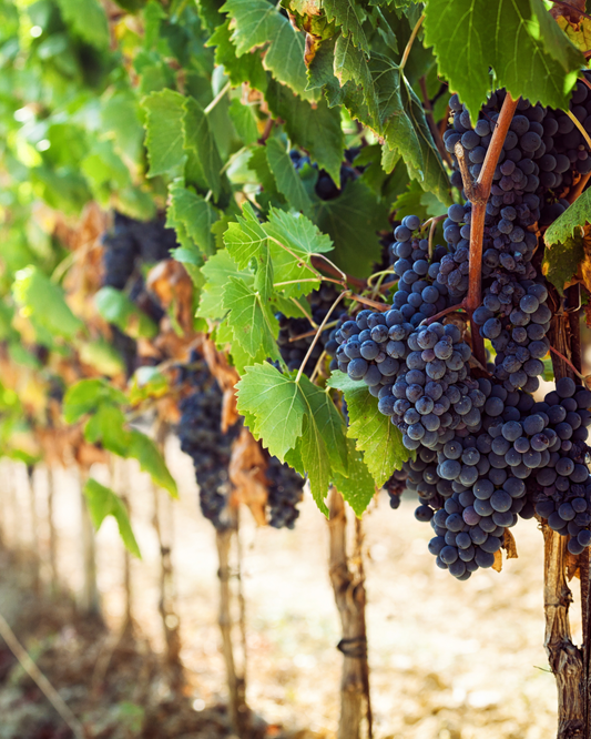 Ingredients: Chianti — The Wine That Thinks in Tuscan