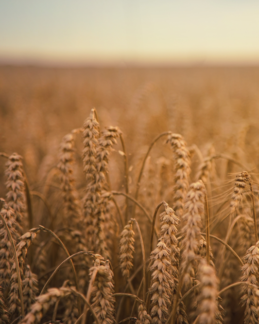 Ingredient: Ancient grains — the quiet architecture of Tuscan taste